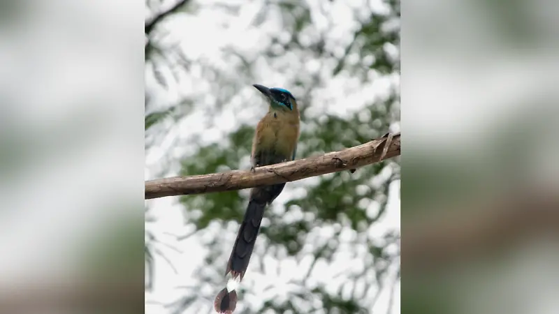 Momoto corona azul